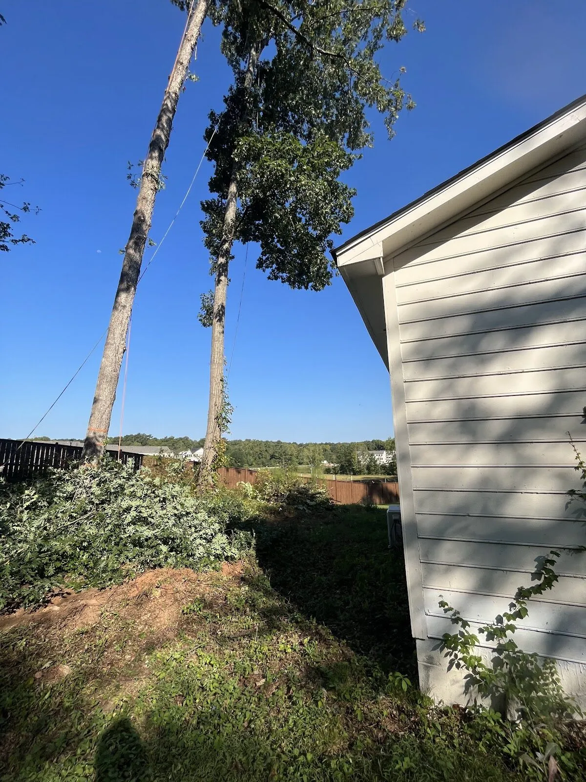 Tall trees being removed right beside a house, working precisely near the structure.