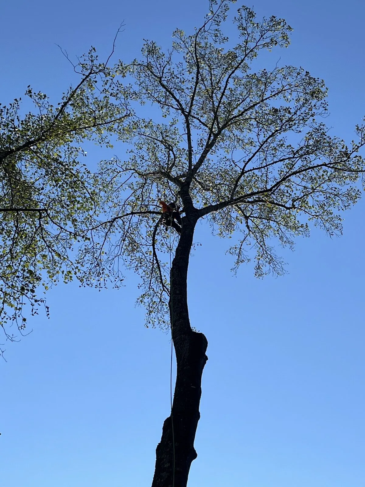 A climber silhouetted while working in a leafy tree against a blue sky.