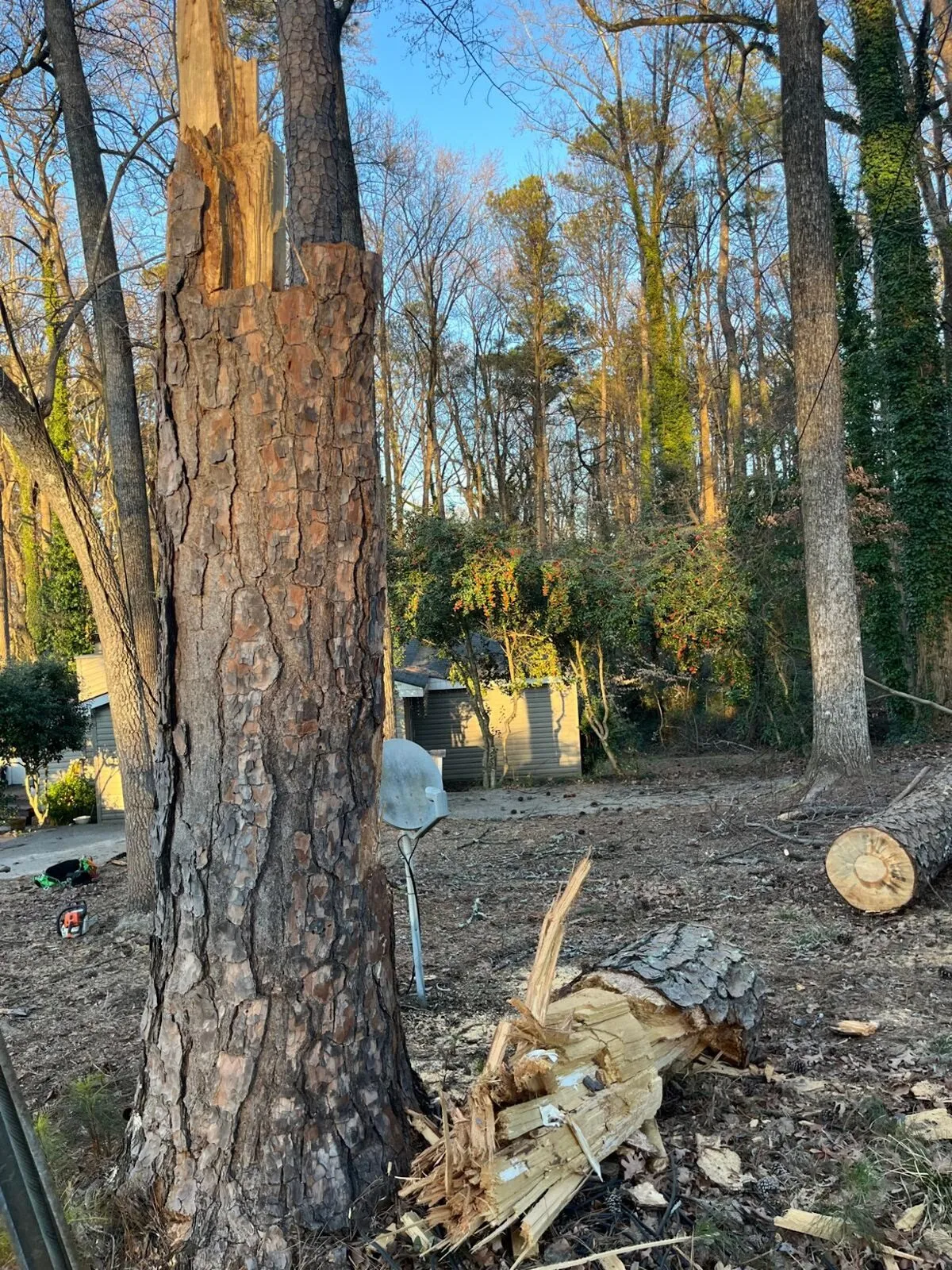 A partially cut large trunk with a fresh cut and a ground stump during cleanup.